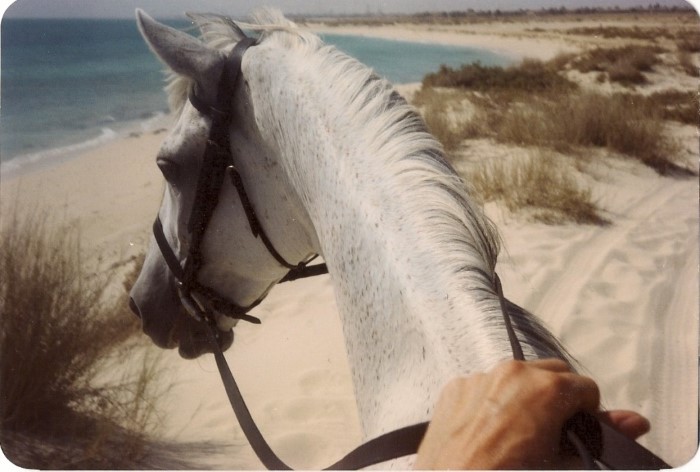The view on horseback of the Saudi Arabian dunes