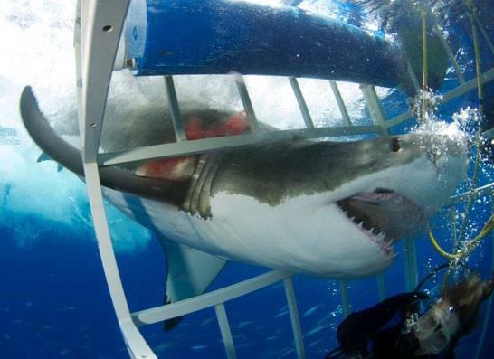 Close up with great white shark